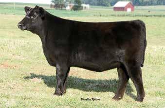 90 $G N/A $B N/A This daughter of the 2016-17 bull of the year, PVF Insight and Champion Hill Georgina 7225 would be an outstanding individual to add to your herd.