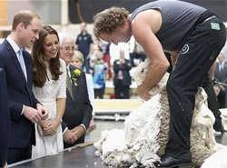 CAMELID CLIPS AN ALPACA TOUPEE FOR PRINCE WILLIAM?