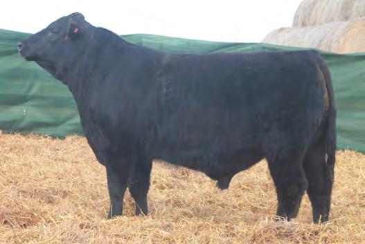 His dam, a first calf heifer, has earned her place in our herd with this bull. Recommended for heifers.
