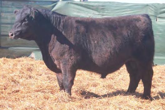 WW 747 1225 48 +1.7 +50 +83 +13 +.32 +.24 +43.52 +30.02 +20.44 +75.73 An easy keeping, moderate framed bull packed with an abundance of muscle. His dam s BW is 7@105.