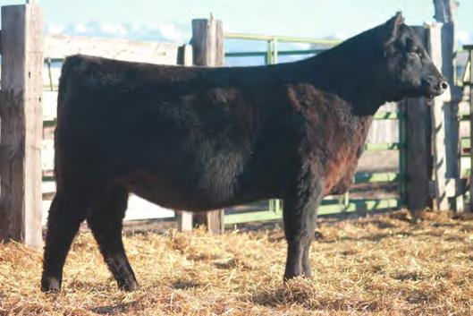 3 +53 +96 +17 +.41 +.28 +27.33 +48.39 +30.51 +91.66 Countess is one of the heavier heifers that displays a long side and tremendous hip and strong hind leg.