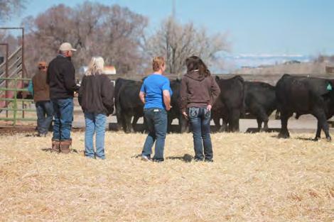 In reality there are numerous factors that affect the production and performance of cattle. We believe that scores are an important selection tool but are often misunderstood.