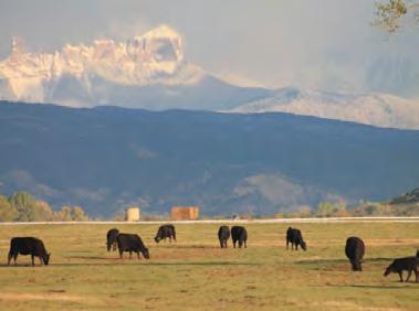 In all fairness to our customers who graze cattle at high altitude and those who do not we want to share with you the facts: Cattle at 6,000 or above feet are most at risk for Brisket or High