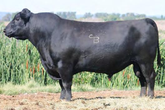 Reference Sires REF B F FIRST TRANSACTION 17257915 Tattoo: 201 01/25/12 REF 16090622 Tattoo: 8000 EXG RS First Rate S903 R3 Dameron First Class Blinda of Conanga 004