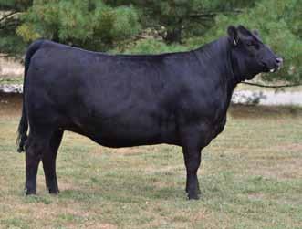 10 Better Half Lot 24 3 or 5 embryos.