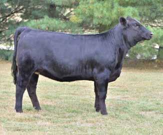 OS Better Half N15 L T Topside OS Tina D50 OS Better Half N15 reference dam SS Ebony's Grandmaster reference sire -1.05 18.95 46.20 7.05 16.60 0.31 0.06 106 Selling 3 or 5 embryos.