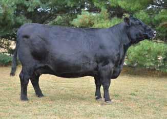 She has been one of the most consistent producers in our program. Her dam traces back to Burns Cow B0155 and her sire traces back to one of the good Angus cow families in the Kramer Angus program.