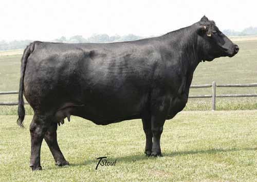 Bella was named the National Western 2009 Reserve Champion SimAngus female in both the Jr and Open SimAngus shows. She is an ultra sound, deep bodied, feminine and broody as you could make a mama cow.