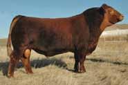 If you want some top SimAngus progeny get your hands in the air sale day.