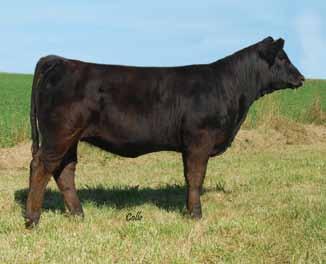 14 Open Heifers Lot 33 BD: 01/11/2011 ASA# 2580478 Tattoo: Y282 BW: 82 Purebred Consignor: Maggle Simmental Farms WAGR Dream Catcher 03R Maggle s Selina Y282 3C Melody M668 BZ MFSF Selina P282 Triple