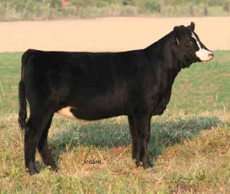 This cow family has produced many good heifers and this is another. She is nice fronted with adequate muscle and depth.