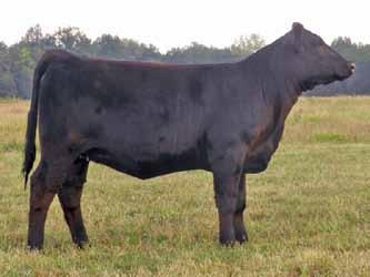 609 s mama also goes back to R&R Miss Irish F609, which is the dam of Warehouse. We think you will appreciate 609Y on many levels.