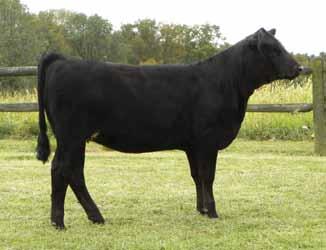 Y135 has a lot of great contributes to make an excellent show heifer and a tremendous cow.