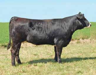 We are offering her as a cow prospect in this sale as we are excited to see her transmit these genetics to her offspring. She will calve in February to Totally Dominant (W1545 HR).