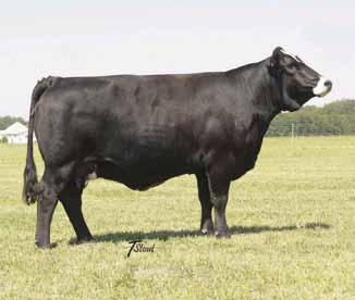 00 This bred goes back to another Meyer matriarch; 3C Mega Star J773 B has generated a lot of revenue for the Haefner s. This female should be as prolific as her dam.