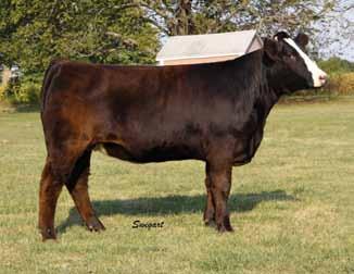 Farms Westfall Voyager 721P Expedition T049 WW-Masterfare Miss 48K HFS Molly R202 CNS Mr Mt L773 HFS Mollys Destiny 9.20-0.80 19.10 34.20 2.70 5.10 14.70 0.140 0.070 107.