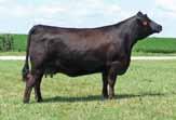 40 As luck would have it, this heifer was an embryo calf that we got with the purchase of our truck! Some would say that Rosie s mother is the best Angus cow out on Missouri fescue.