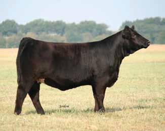 65 Selling 3 embryos, guaranteeing 1 pregnancy out of each set if work done by a certified embryologist. Pick between sires PFV All Payday 729 and Flying B Cut Above.