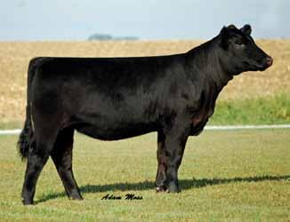 5 We held Sweet Pea back from last years sale as we knew she would make a powerful bred. She s an outcross to nearly everything out there.