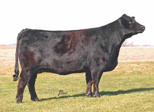 8 The Lizzy donor cow continues to always stamp out progeny that have many of her features. X013 is a big, deep-bodied bred that is super sounds and really extended up through her front 1/3.