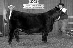 LIMOUSIN Full Brothers to the Limousin Futurity Grand Champion Female & Bull EXLR Luvly 010T It was a day for the record books when the Previous National Champion Limousin Female, EXLR Luvly 7127N