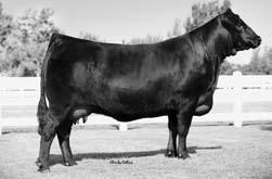 All-American Limousin Futurity. Lots 609-613 are full brothers to these two great champions. And Lots 614-620 are out of the same sire and the grandmother of EXLR 7127N!