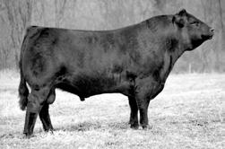 LIMOUSIN Powerful Two-Year-Olds Sire of Lot 647 EXLR 61m 8096T COLE FIRST DOWN 46D... COLE 61M COLE 23F... CARROUSELS KOKOMO... STOY S ANNIE FOUNDATION COW... HHH Homozygous Polled.