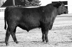 Sons of Franchise the Specialist ANGUS Lot 254 Exar Franchise 8687 254 78 Reg. No: 15949792 Tattoo: 8687 DOB: 1/18/2008 Adj. WW 797 C A Future Direction 5321.