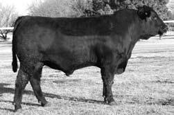 Sons of Franchise the Specialist ANGUS Exar Franchise 8665 266 80 Reg. No: 15949771 Tattoo: 8665 DOB: 1/6/2008 Adj. WW 823 C A Future Direction 5321.