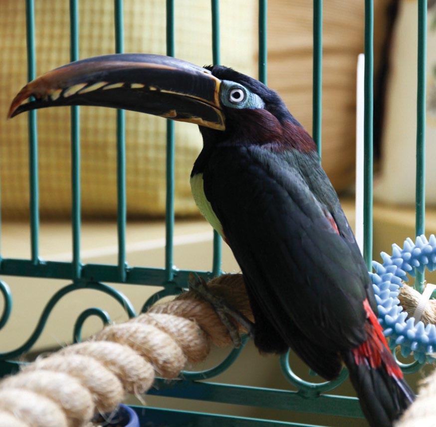 I also keep a pair of beautiful red-legged honeycreepers in the aviary