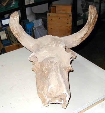 The burial included two bull heads. This is the only instance out of 1204 tombs.