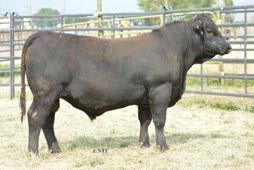 BEEF KING SimAngus Yearlings Circle Beef King C100 Circle Beef King C100: C100 was selected by John Christenson of South Dakota in our 2016 bull sale and was quickly given the name King Wally.