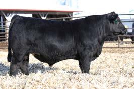 OLD SCHOOL SimAngus Sons Circle Old School B62 Sire of Lots 6-7, 41-63 Hook s Capitalist 37C Maternal Brother to Circle Old School B62 Circle Old School B62: In 2013, we made an agreement with Tom