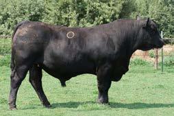 3 Calving Ease API Stay MCE 1/4 SM 3/4 AN 52 Lot 52 Circle Old School E752 CIRCLE OLD SCHOOL E752 BD: 4/8/2017 Reg #: 3295873 Tattoo: E752 CIRCLE OLD SCHOOL B62 LEACHMAN ERICA 0025 2994506 HOOK`S