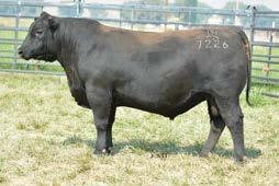 5213 is a maternal brother to several proven cow makers in the LT program and the bottom side of his pedigree is intensely bred for maternal quality.