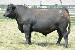 POWERFUL Summer Yearlings 130 Bruin Exhibit 7240 BD: 7/24/2017 Reg #: 19140347 Tattoo: 7240 RITO 707 OF IDEAL 3407 7075 S A V MADAME PRIDE 0075 S A V REGISTRY 2831 S A V SEEDSTOCK 4838 17923480 S A V