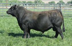 TORQUE Summer Yearlings Bruin Torque 5261: Torque has become a household name in the Angus business for breeders seeking foot quality, docility, muscle shape and maternal efficiency.