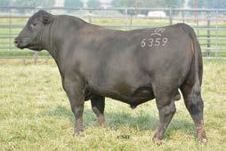 We found Titans mother (0068) to be one of our picks out of a herd where maternal perfection is the standard.