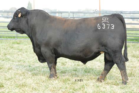 ANGUS Coming Twos Lot 167 Bruin 3436 Recharge 6373 167 Bruin 3436 Recharge 6373 BD: 12/16/2016 Reg #: 18944453 Tattoo: 6373 RITO 707 OF IDEAL 3407 7075 R R RITO 707 S A V RECHARGE 3436 IDEAL 3407 OF
