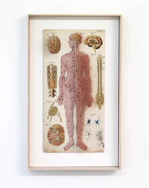 Etrange planche anatomique #11, 2016 Reflexology