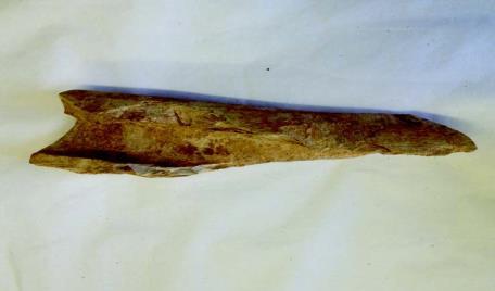 This is a butchered long bone from a large mammal, probably a cow.