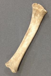 This is a bone from a young sheep or goat. It is called the radius, which is the front leg of four-legged animal - the equivalent of a human forearm.