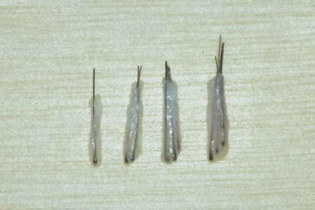 When the several hundred grafts have been dissected, they are put into plastic specimen containers and refrigerated.