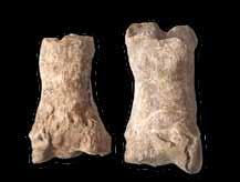 (left) with post-roman examples (right) were recovered. Cattle were predominant on all sites, although Covert Farm also showed a high proportion of horses (20%) for some of the time.