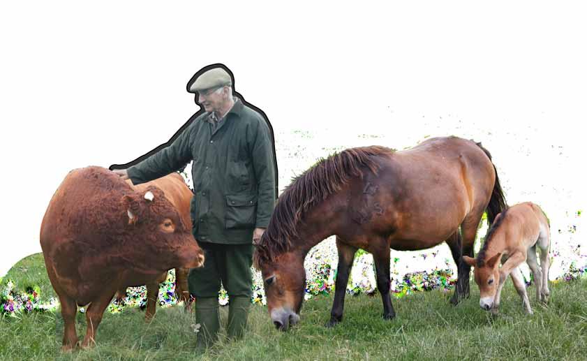 Cattle were the size of the present Dexter breed and all horses were pony sized. One animal from Crick Hotel had an estimated withers height of 1.26 metres similar to an Exmoor pony.
