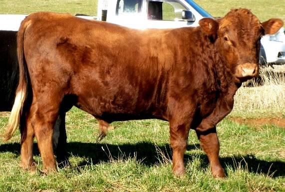 BULLS LOT 24 Rawlings Jackpot SIRE Mrald Overture DOB 6 October 2013 TATTOO MMRJ267 NLIS MFUL0296LBK00120 A young red bull who could be potentially homozygous polled.