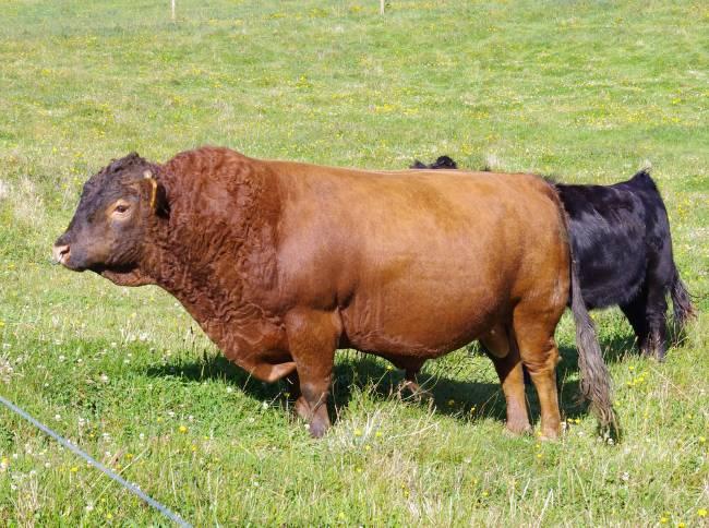We are pleased to be able to hold the first ever on-farm sale of Dexter cattle in Tasmania.
