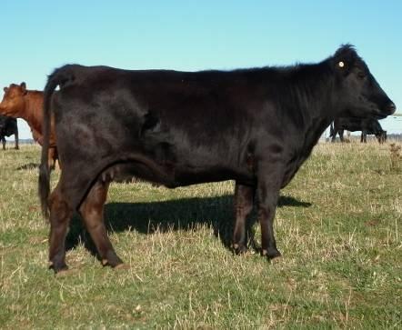 SPRING CALVING FEMALES LOT 11 Rawlings Heavenly Treasure SIRE Small Time Captain s Treasure DAM Small Time Eveready PTIC TO Rawlings Heir Apparent due Aug 2015 on DOB 18 April 2012 HERDBOOK