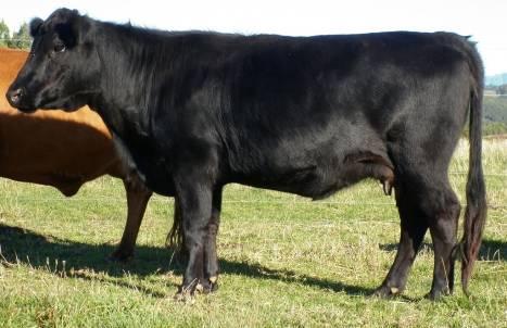 Shown as a heifer with success and is halter trained and easily led. She is out of a Small Time (WA bred) cow by a Small Time bull so offers unique genetics.