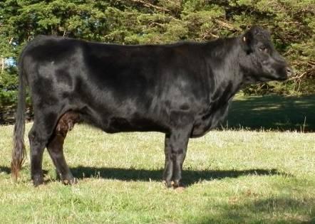 WKAY0673XBD00735 Eveready is a cow who outdoes herself every year, producing show quality calves time after time, she is red, polled and in calf to Blueprint.